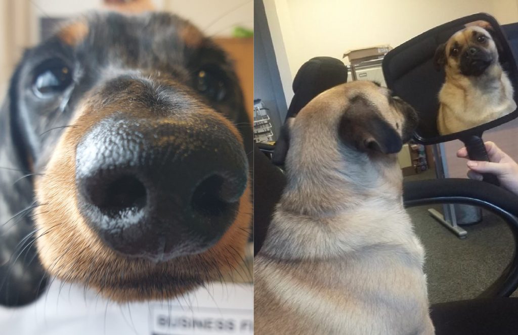 two photos, side by side, of Sylvester and Dottie. Sylvester has his nose pressed against the camera lens in extreme close up and Dottie is looking at herself in a hand mirror